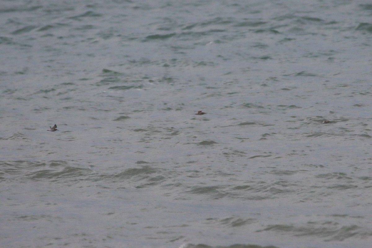 Dunlin (alpina/centralis) - Eric Mozas Casamayor