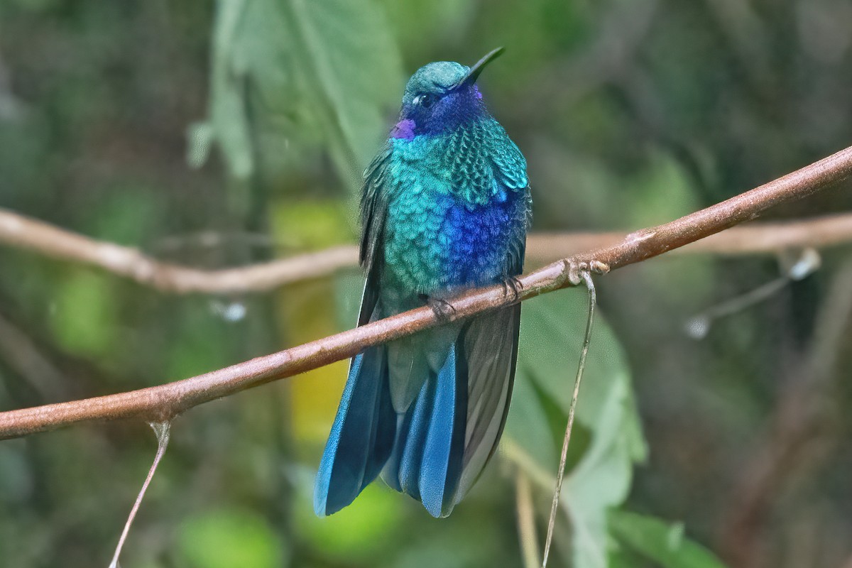 kolibřík modrolící - ML611040000