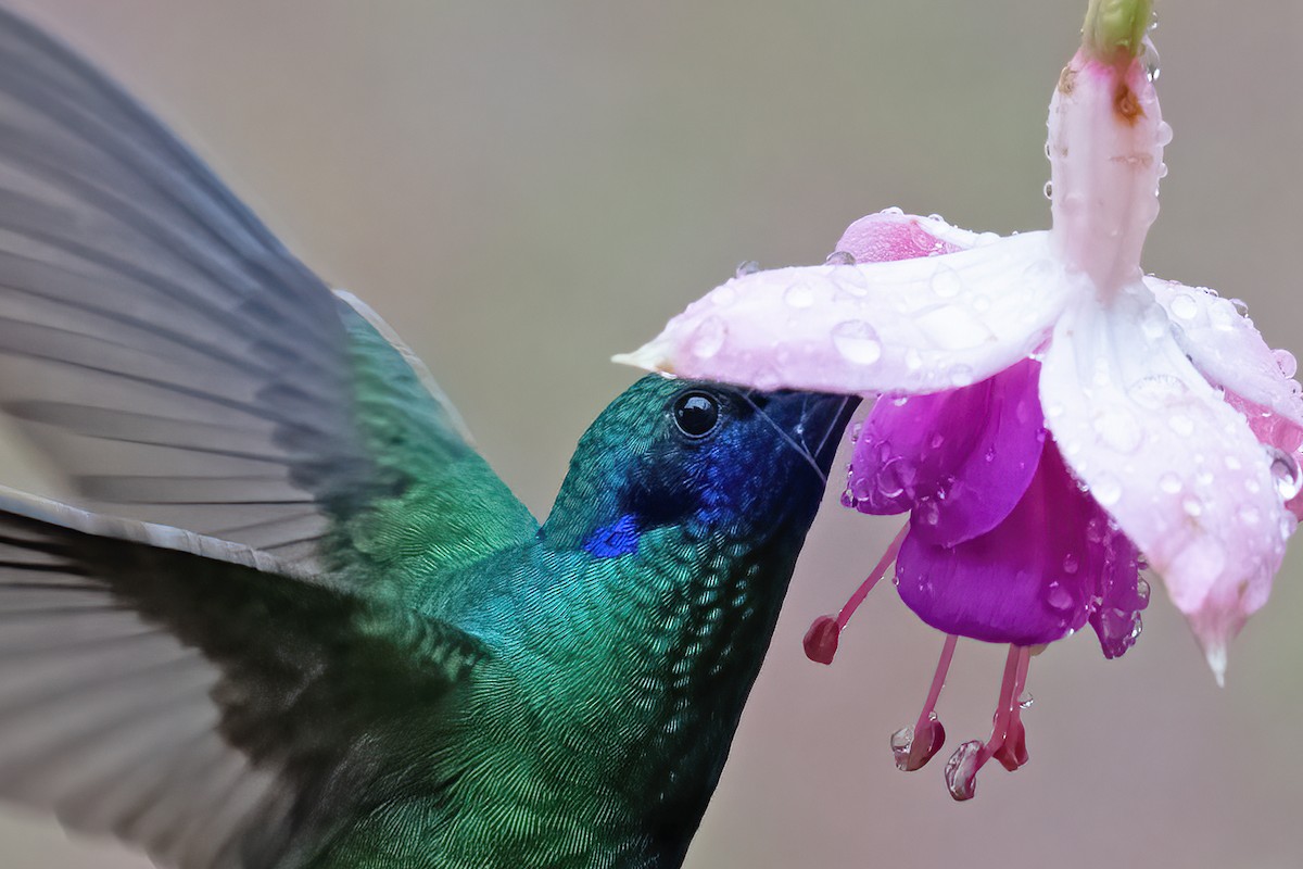 kolibřík modrolící - ML611040001