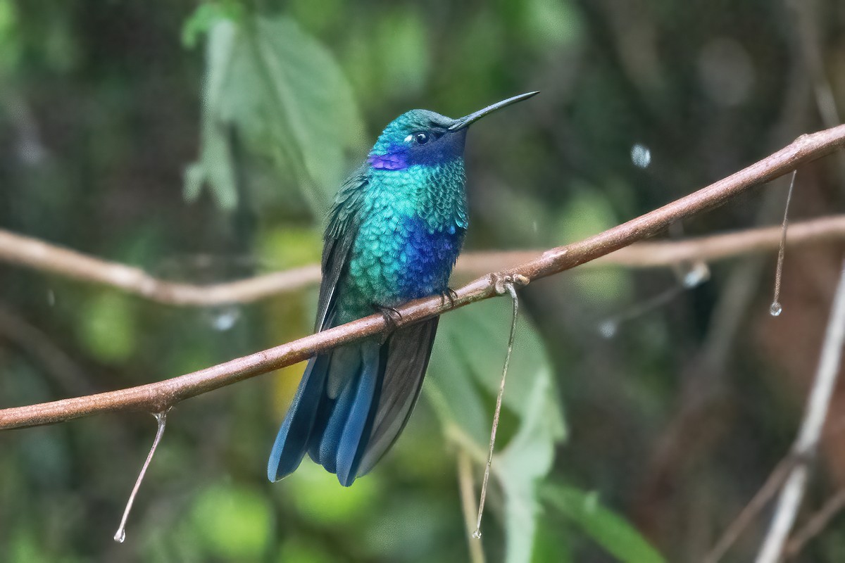 Colibrí Rutilante - ML611040002