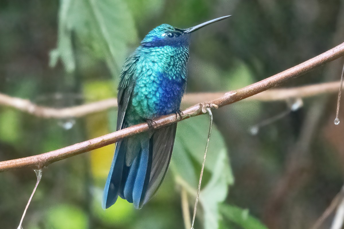 kolibřík modrolící - ML611040003