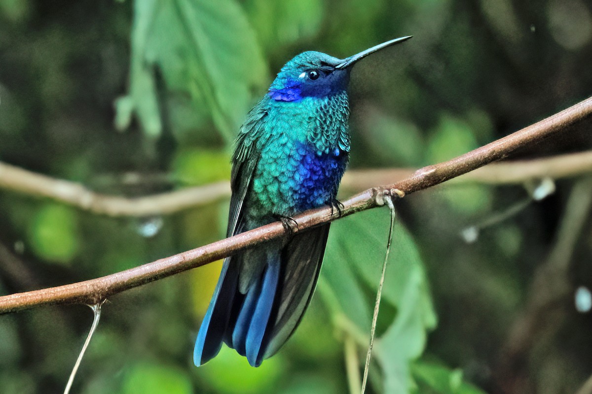 Colibrí Rutilante - ML611040004