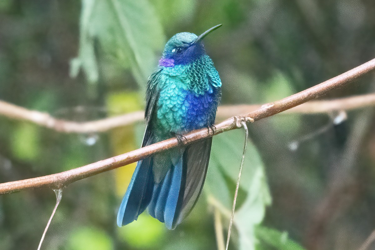 Sparkling Violetear - Allen Chartier