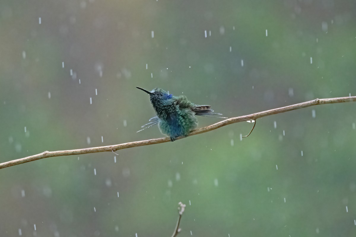 kolibřík modrouchý - ML611040036