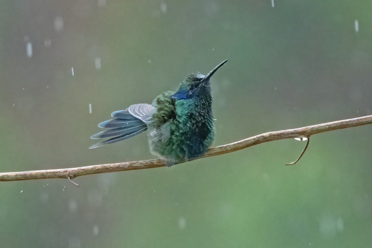kolibřík modrouchý - ML611040037