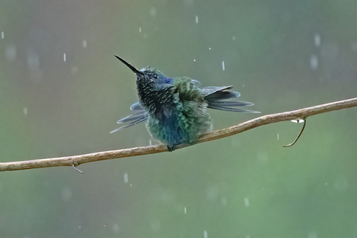 Colibrí Oreja Violeta Menor - ML611040038