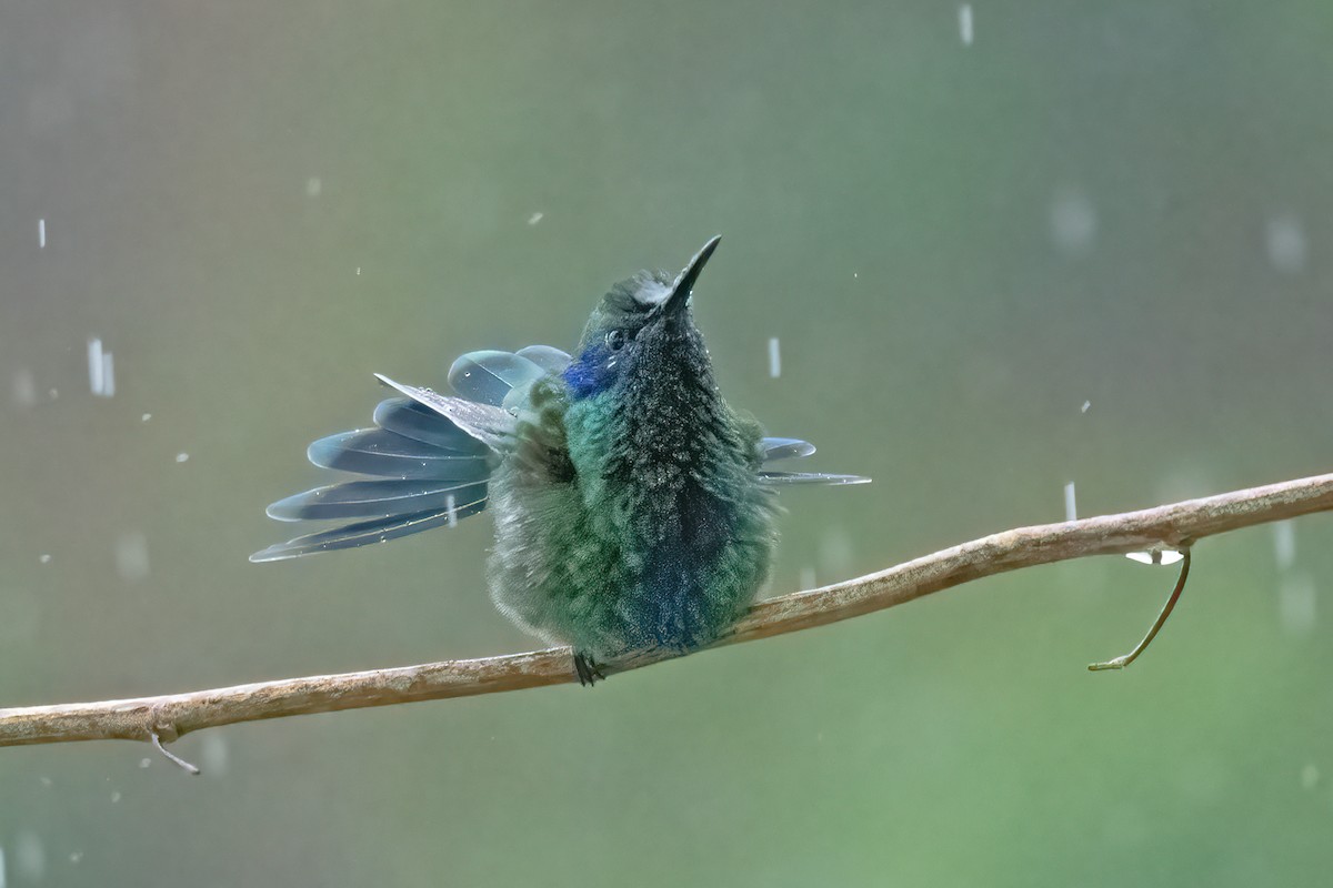 kolibřík modrouchý - ML611040039