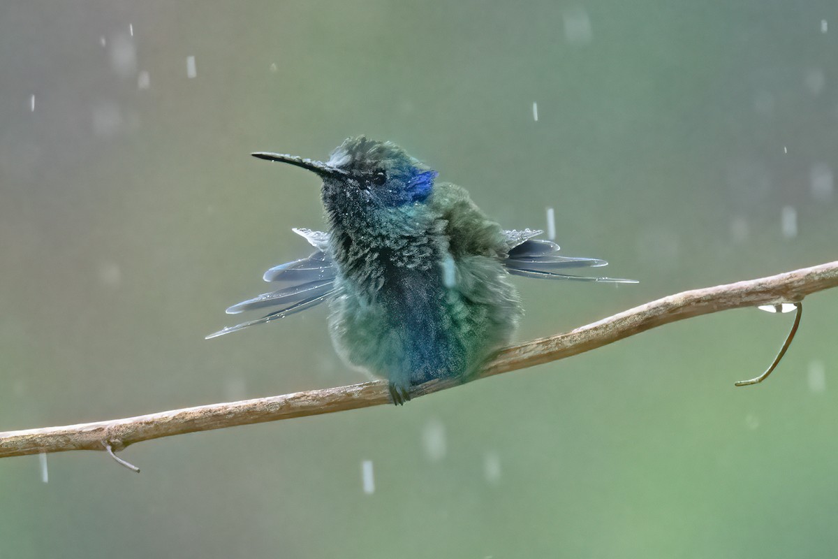 kolibřík modrouchý - ML611040040