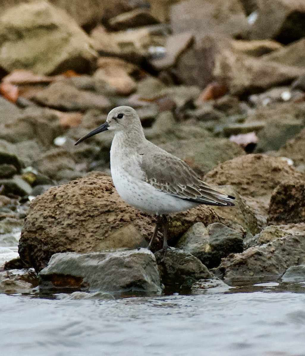 Dunlin - ML611040051