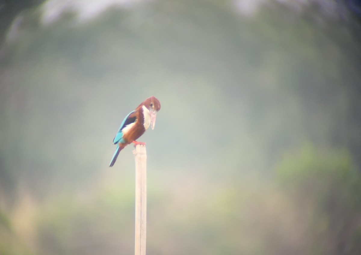 White-throated Kingfisher - ML611040168