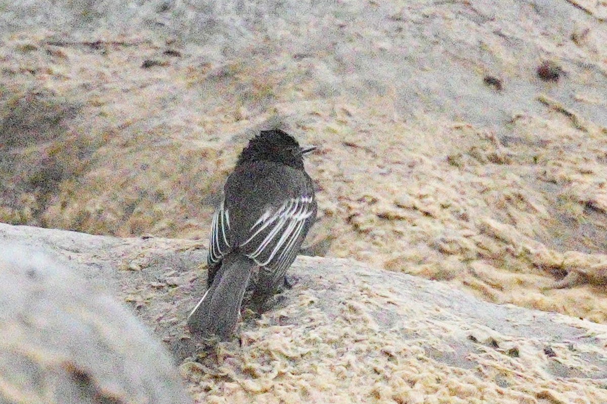 Black Phoebe - ML611040239