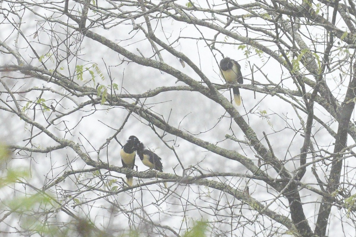 Plush-crested Jay - ML611040247