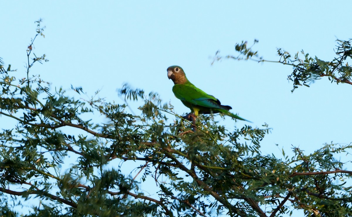 Aratinga Pertinaz (grupo pertinax) - ML611040324