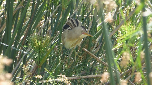 Stripe-backed Bittern - ML611040341