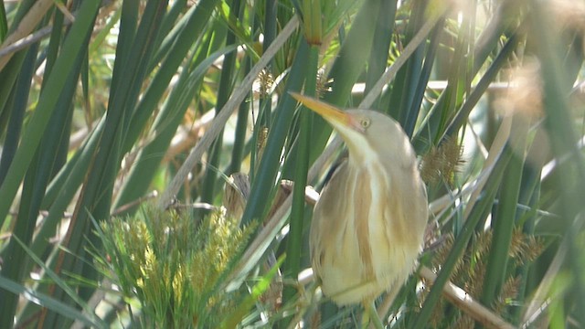 Stripe-backed Bittern - ML611040344