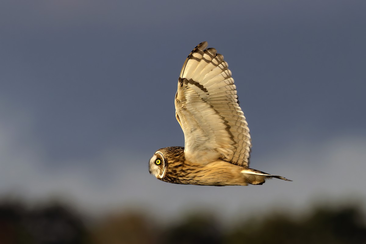 Short-eared Owl - ML611040360