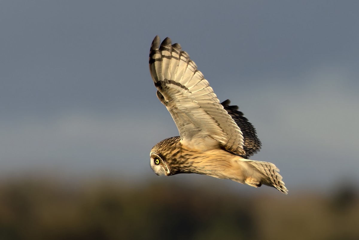 Short-eared Owl - ML611040370