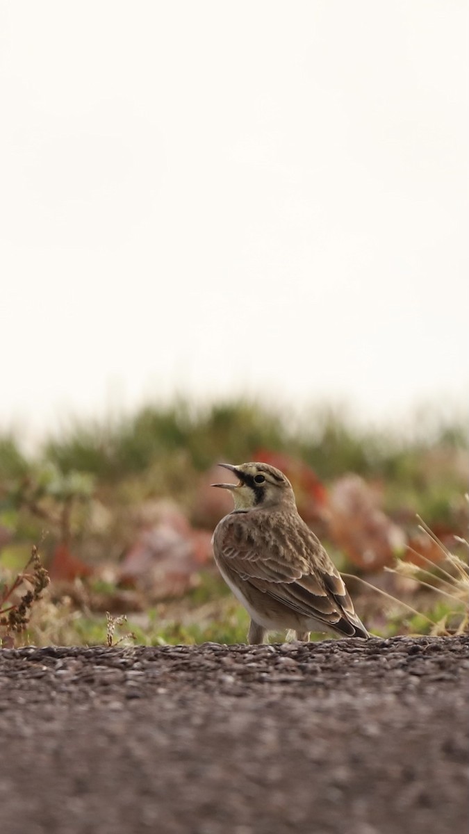 Horned Lark - ML611040391