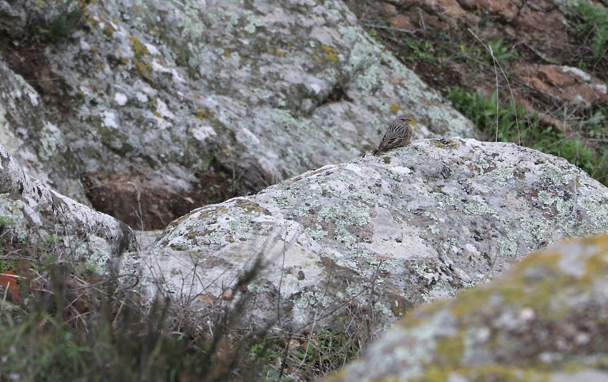 Alpine Accentor - David Guarnieri