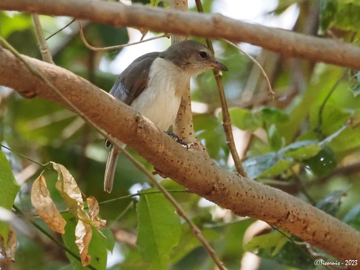 Arafura Shrikethrush - ML611040554