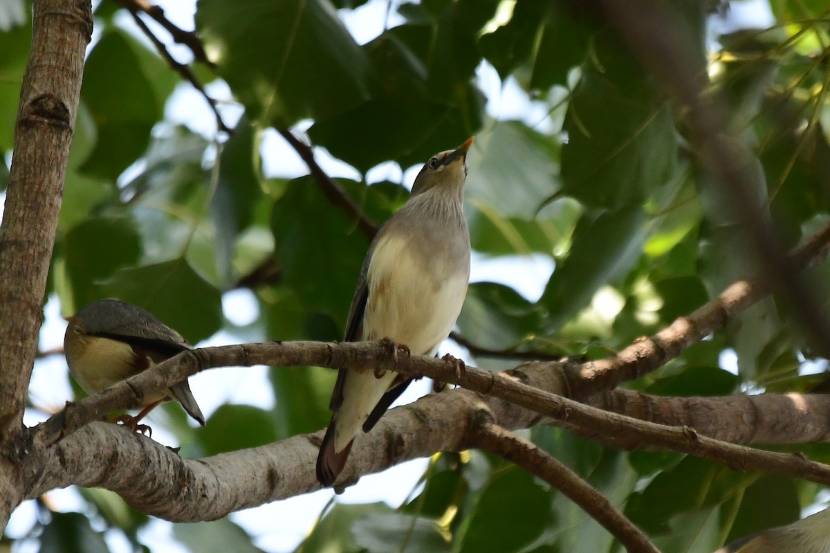 Chestnut-tailed Starling - Miguel Arribas Tiemblo