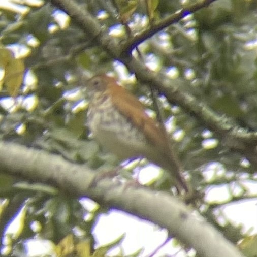 Wood Thrush - ML611040681