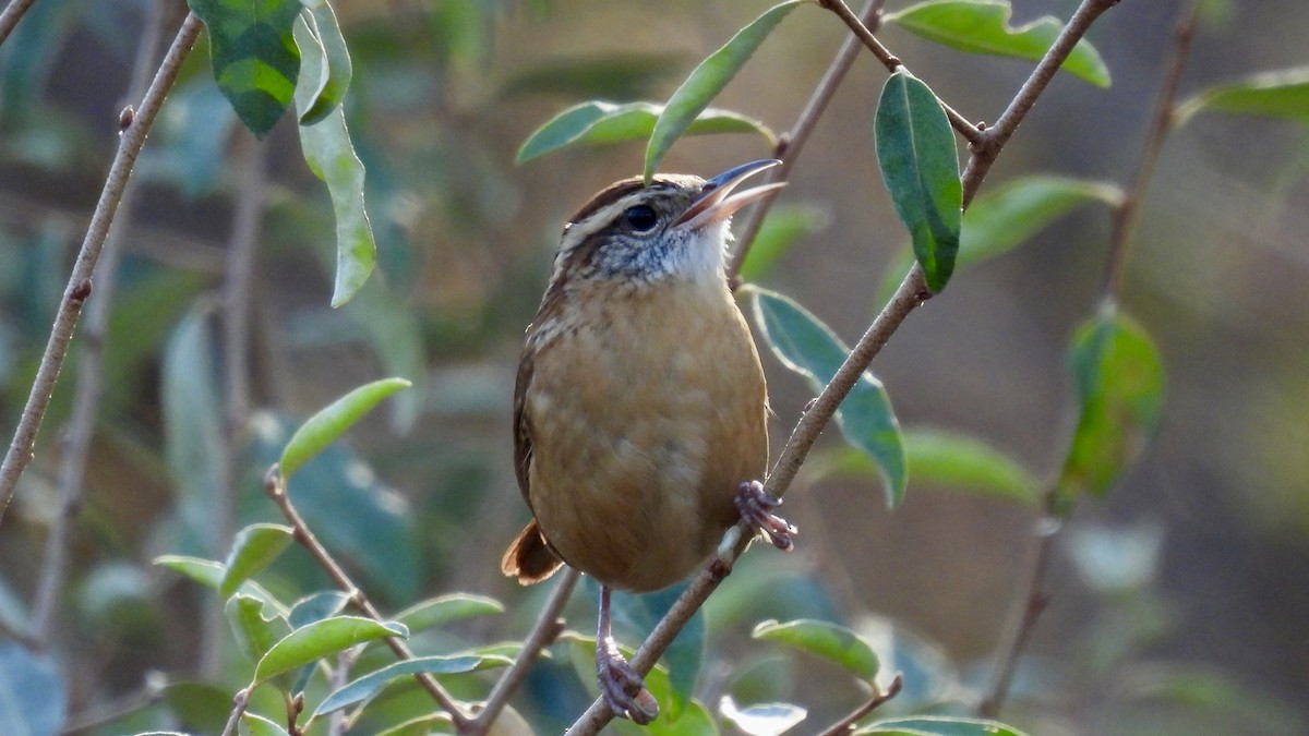 Carolina Wren - ML611040703