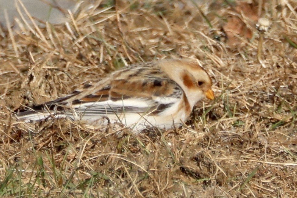 Snow Bunting - ML611040765