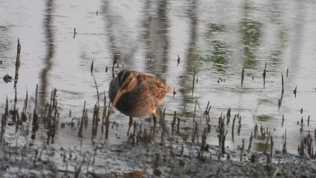 Common Snipe - ML611040782