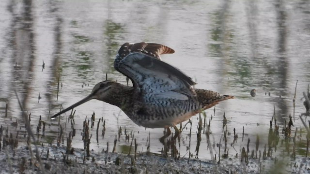 Common Snipe - ML611040787