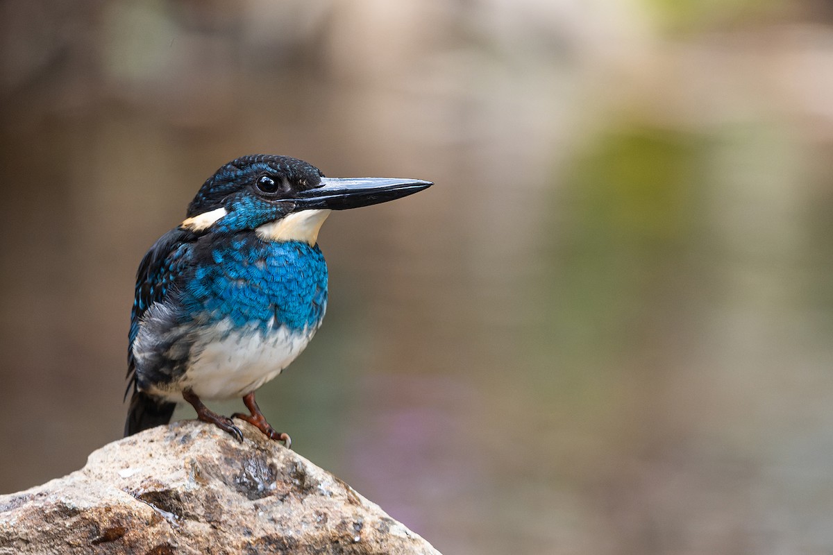 Javan Blue-banded Kingfisher - ML611040795