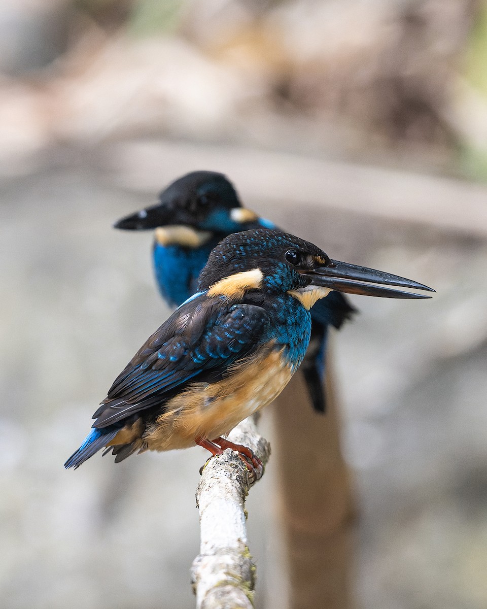 Javan Blue-banded Kingfisher - ML611040797