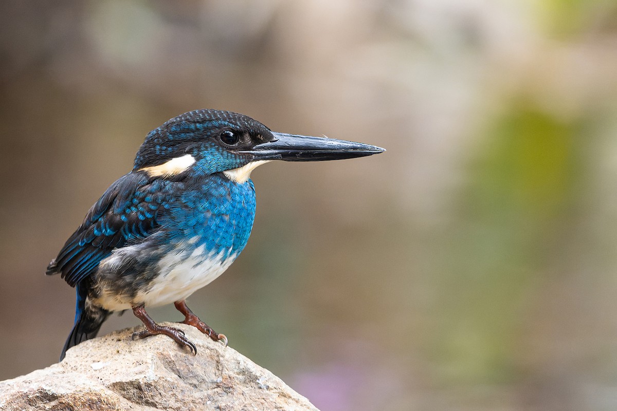 Javan Blue-banded Kingfisher - ML611040798