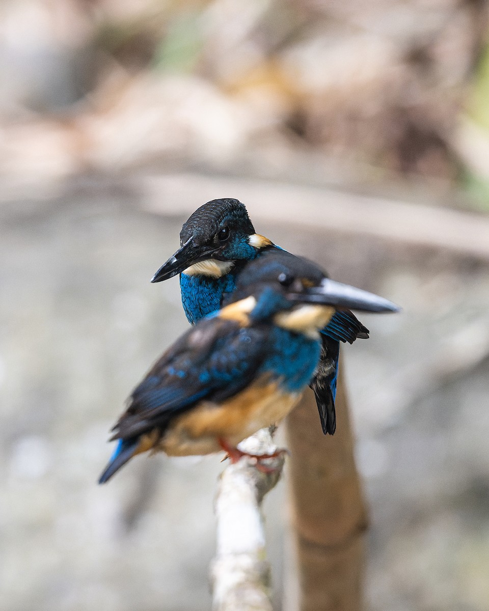 Javan Blue-banded Kingfisher - ML611040799