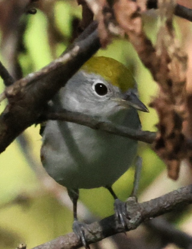 Chestnut-sided Warbler - ML611041006
