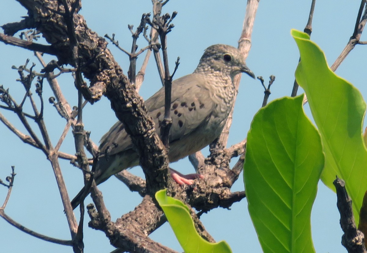 Common Ground Dove - ML611041008