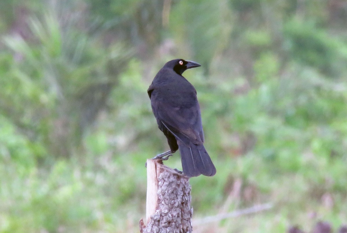 Giant Cowbird - ML611041031