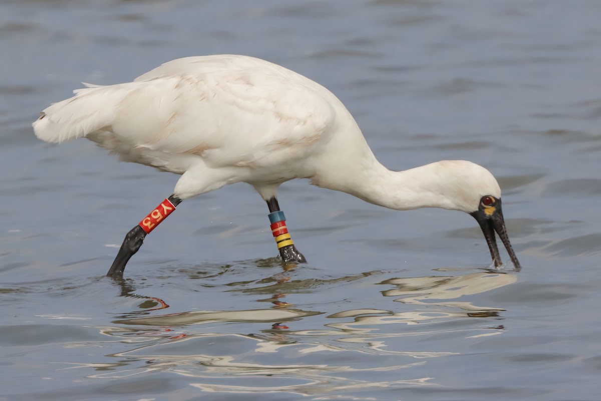 Black-faced Spoonbill - ML611041034