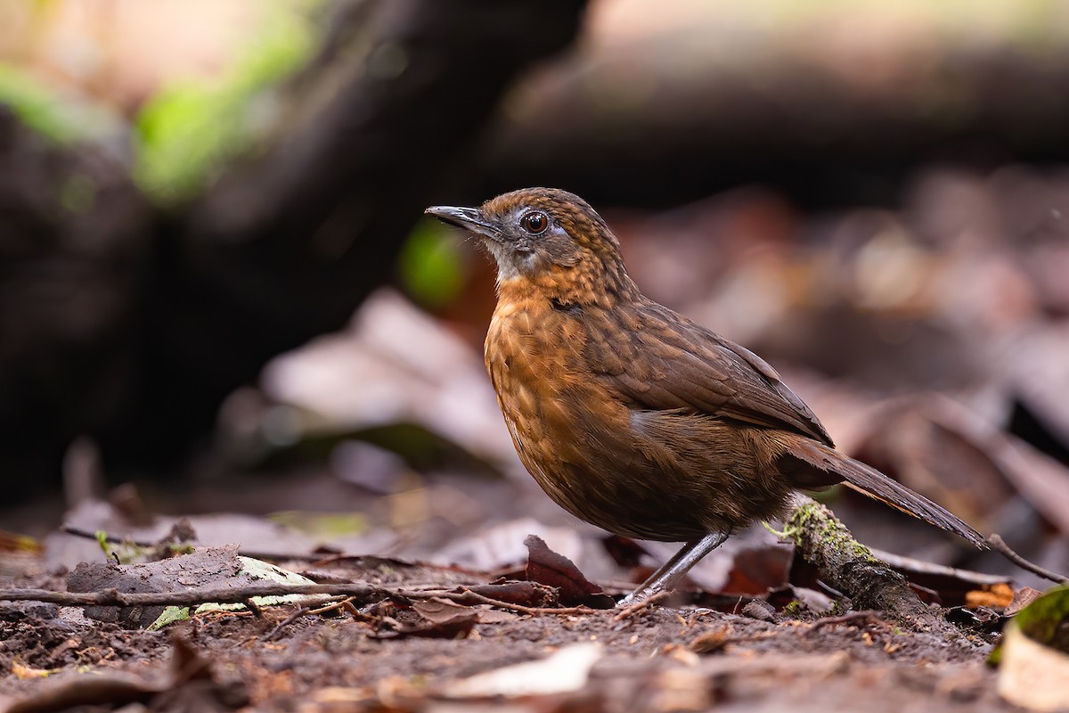 Rusty-breasted Wren-Babbler - ML611041146