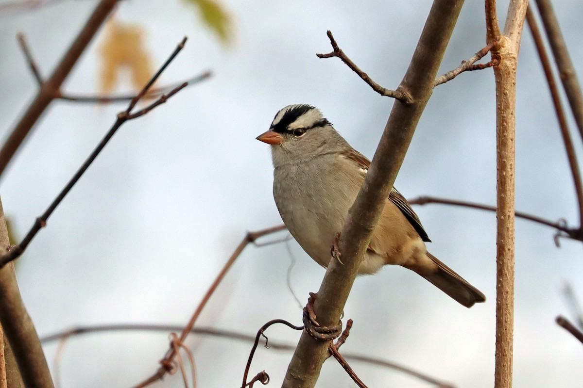 White-crowned Sparrow - ML611041147