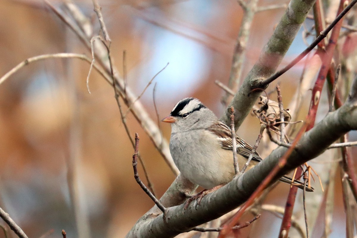 White-crowned Sparrow - ML611041148