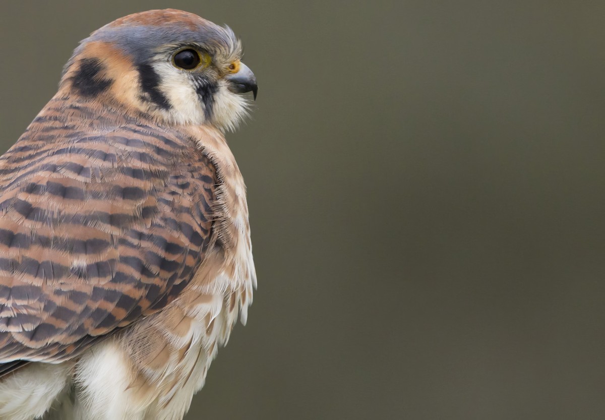 American Kestrel - Brent Angelo