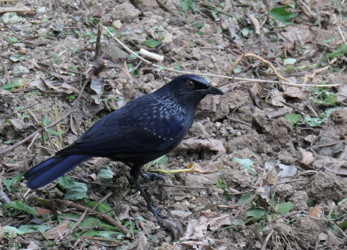 Blue Whistling-Thrush (Black-billed) - Wieland Heim