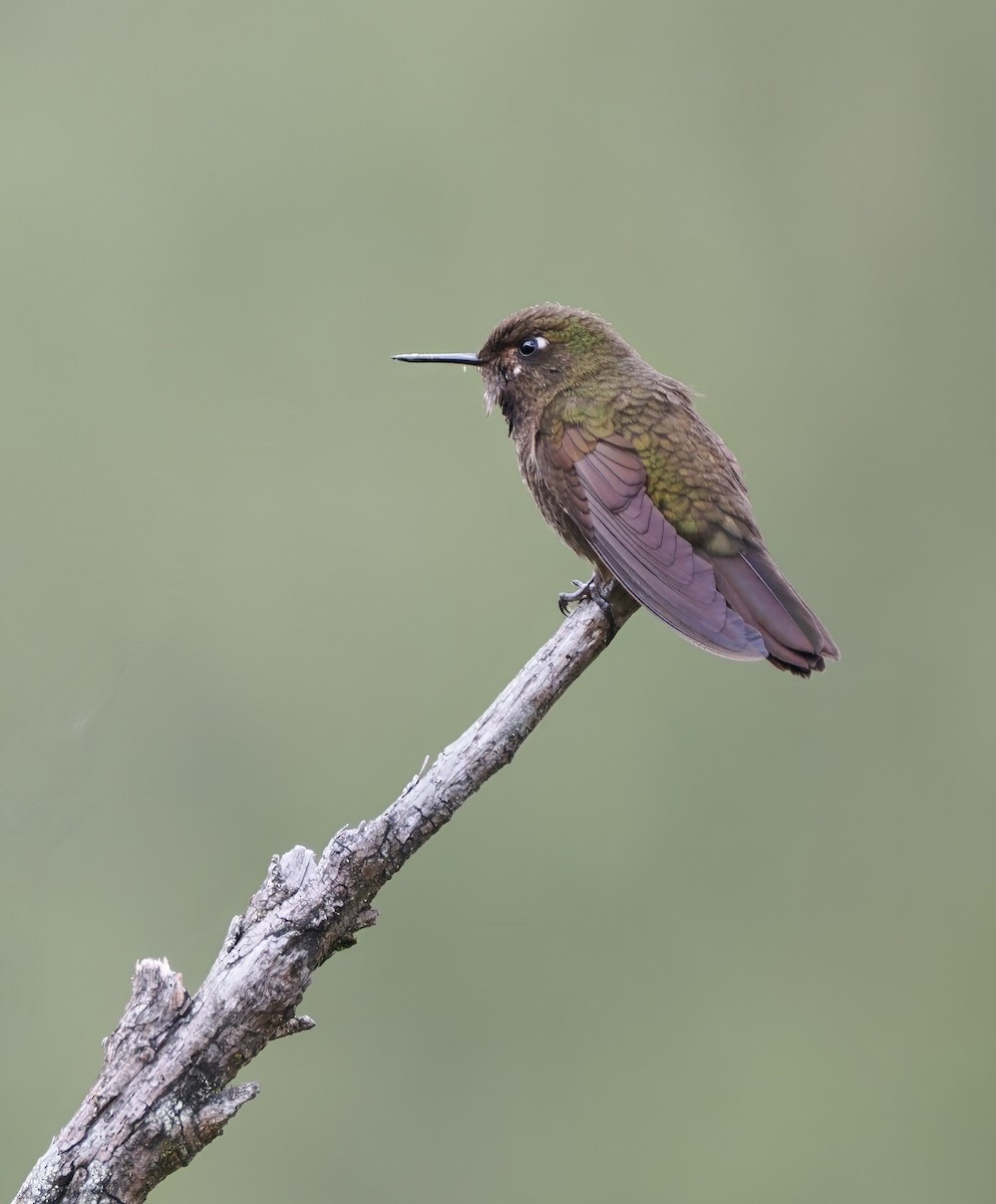 Violettkehl-Glanzschwänzchen - ML611041284