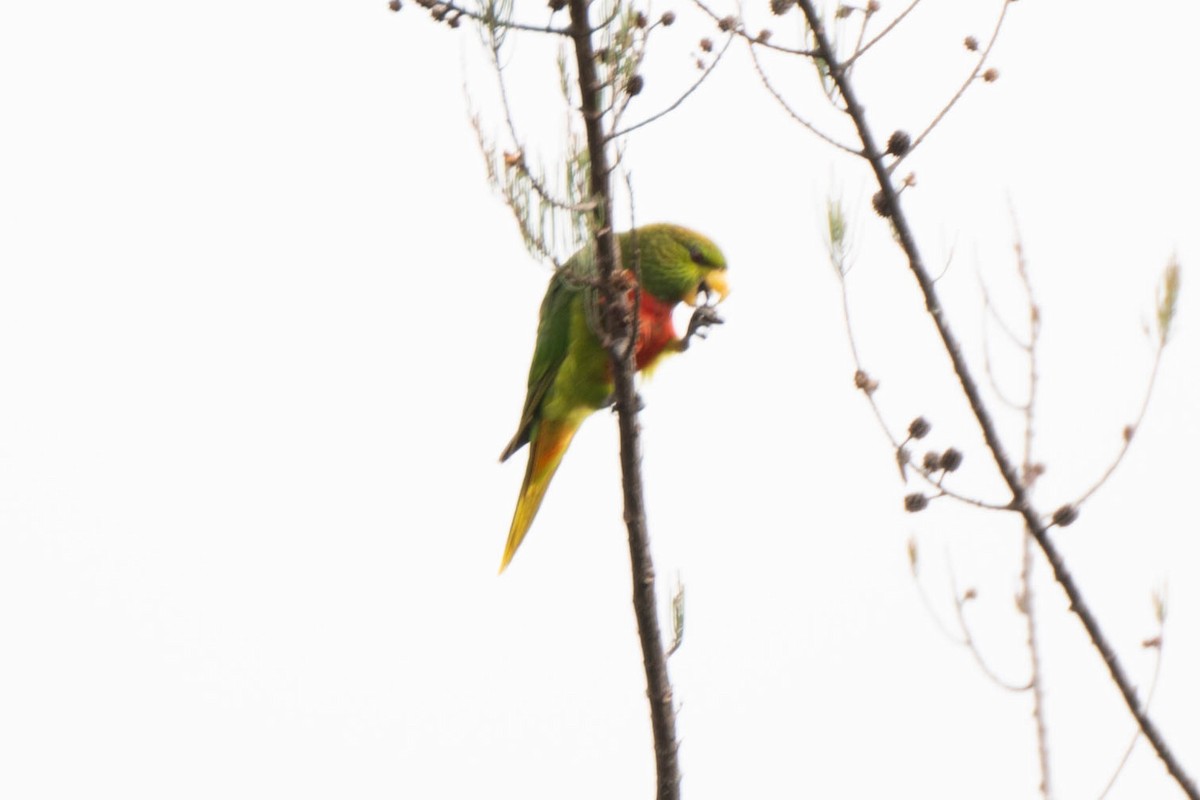 Yellow-billed Lorikeet - ML611041430