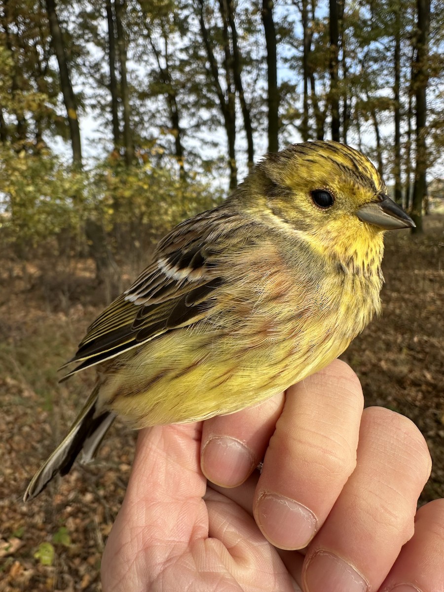 Yellowhammer - ML611041450