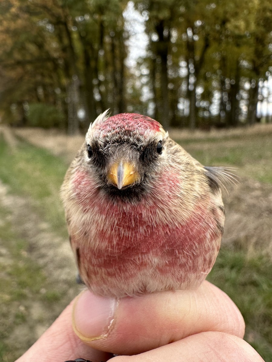Redpoll (Common) - ML611041489