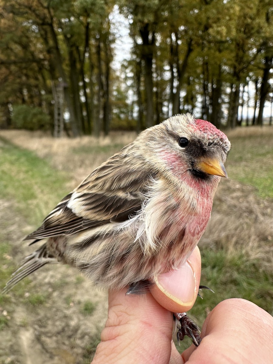 Redpoll (Common) - ML611041490