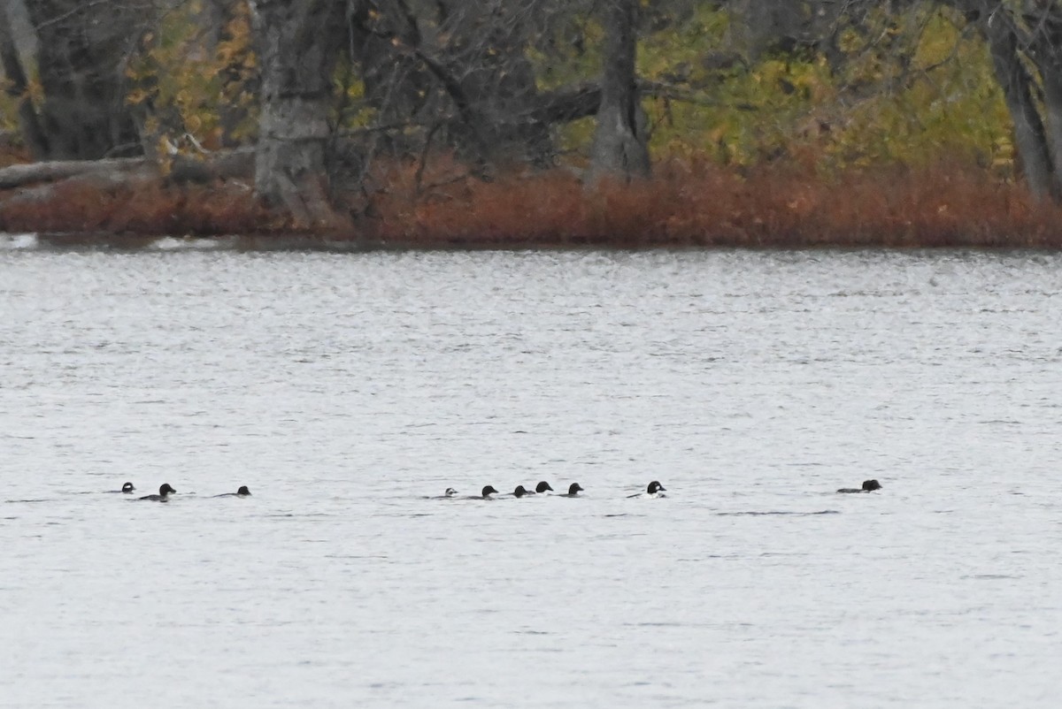 Long-tailed Duck - ML611041647