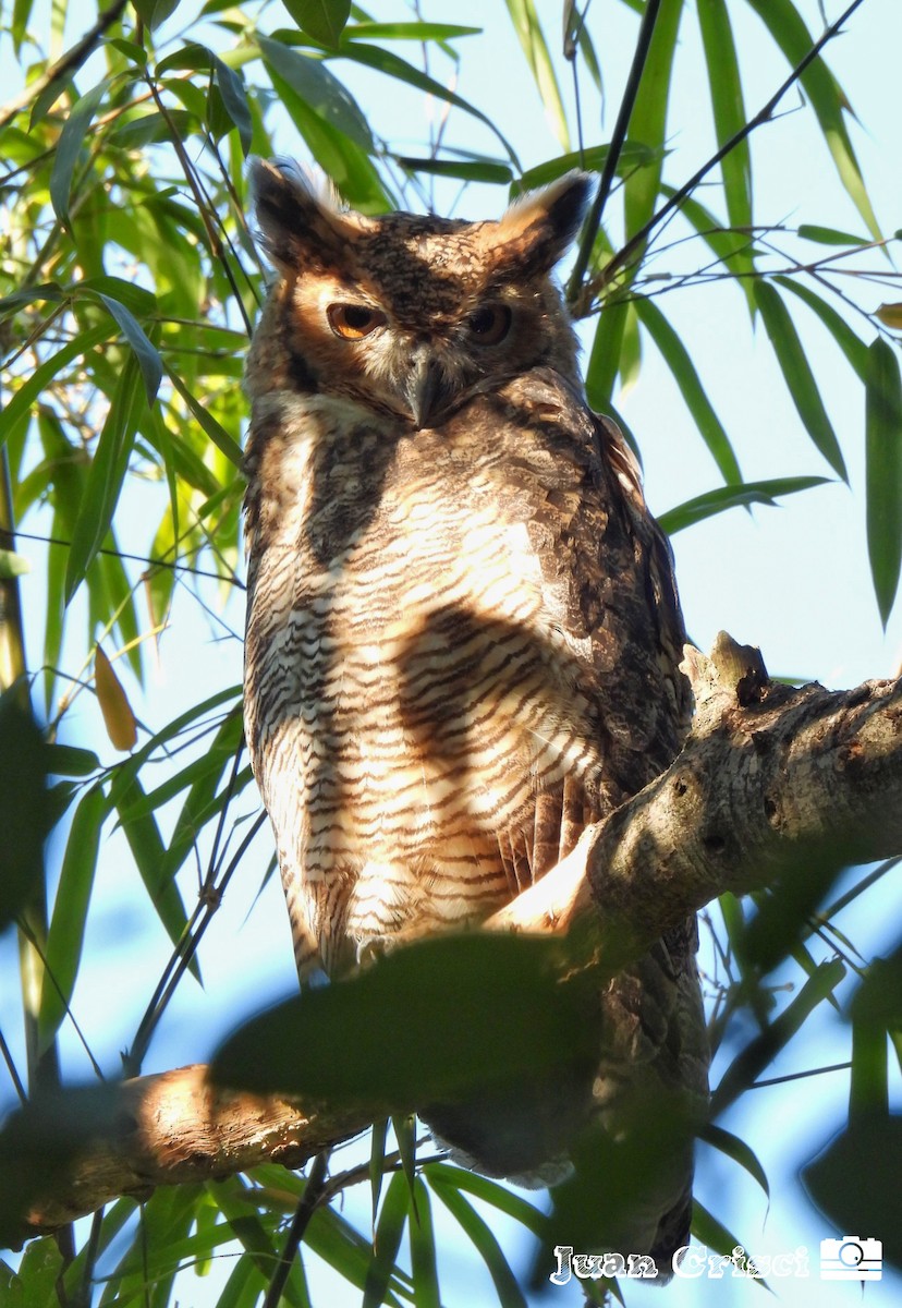 Great Horned Owl - ML611041724